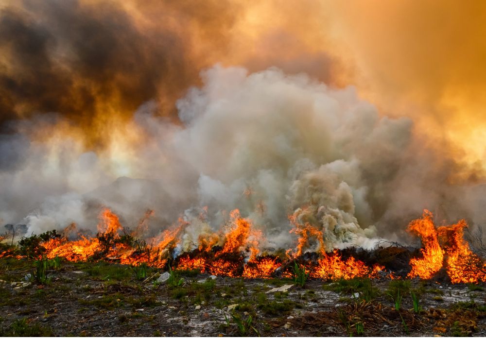 Rampant wildfires destroy land